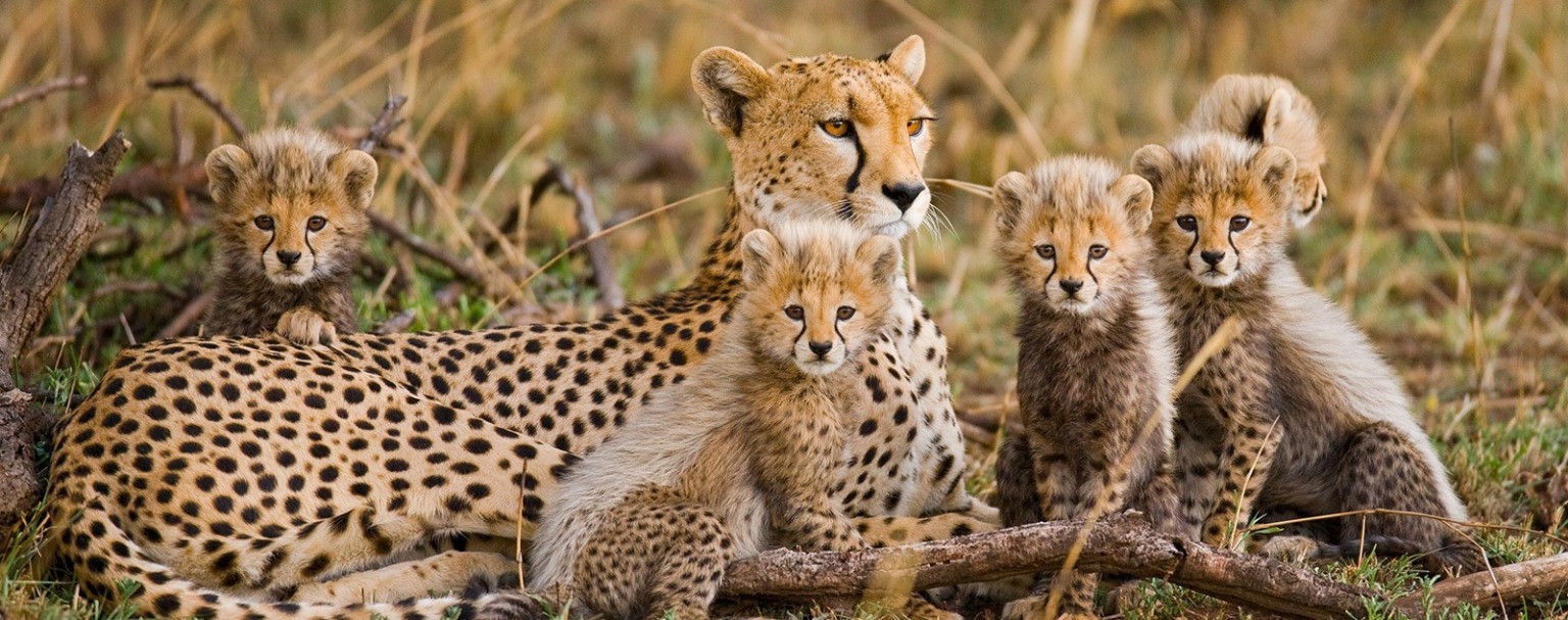 5 Days Big Cats Safari