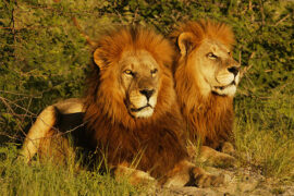 tanzania safari tour package