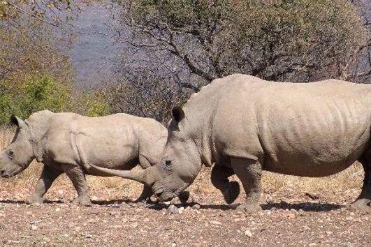 tanzania safari adventure