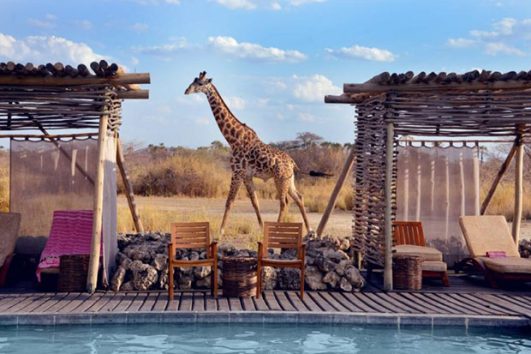 africa holiday safari