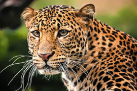 tanzania vacation package