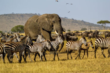 africa wildlife safari