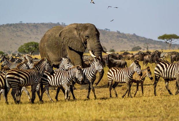 africa wildlife safari