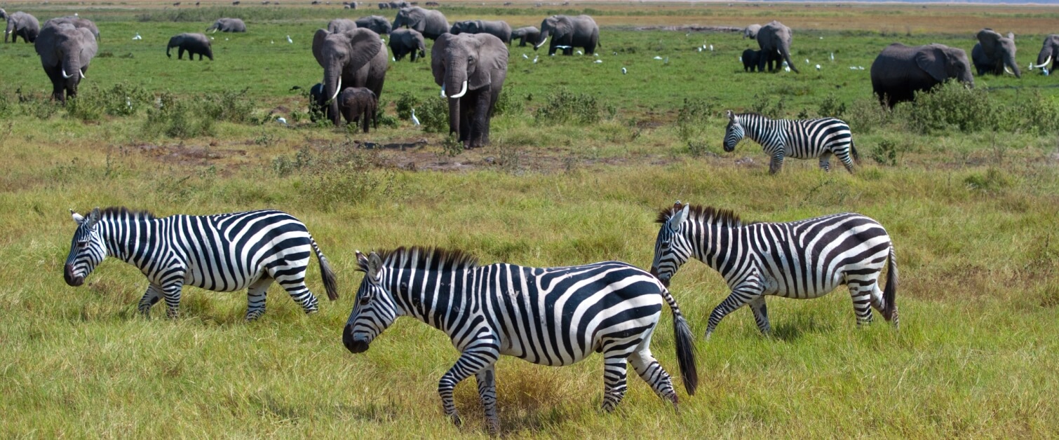 Tanzania Safari and Tours
