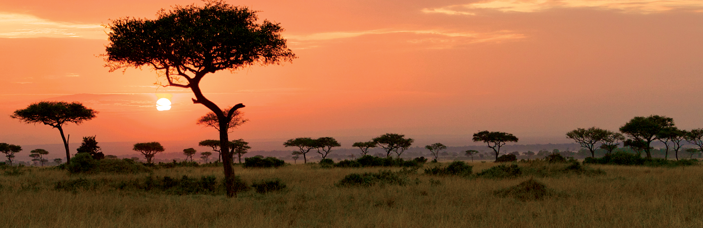 Director’s Message