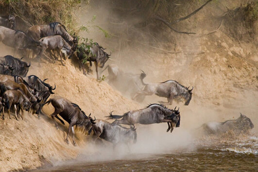 5 Days Wildebeest Migration Mara River Crossing