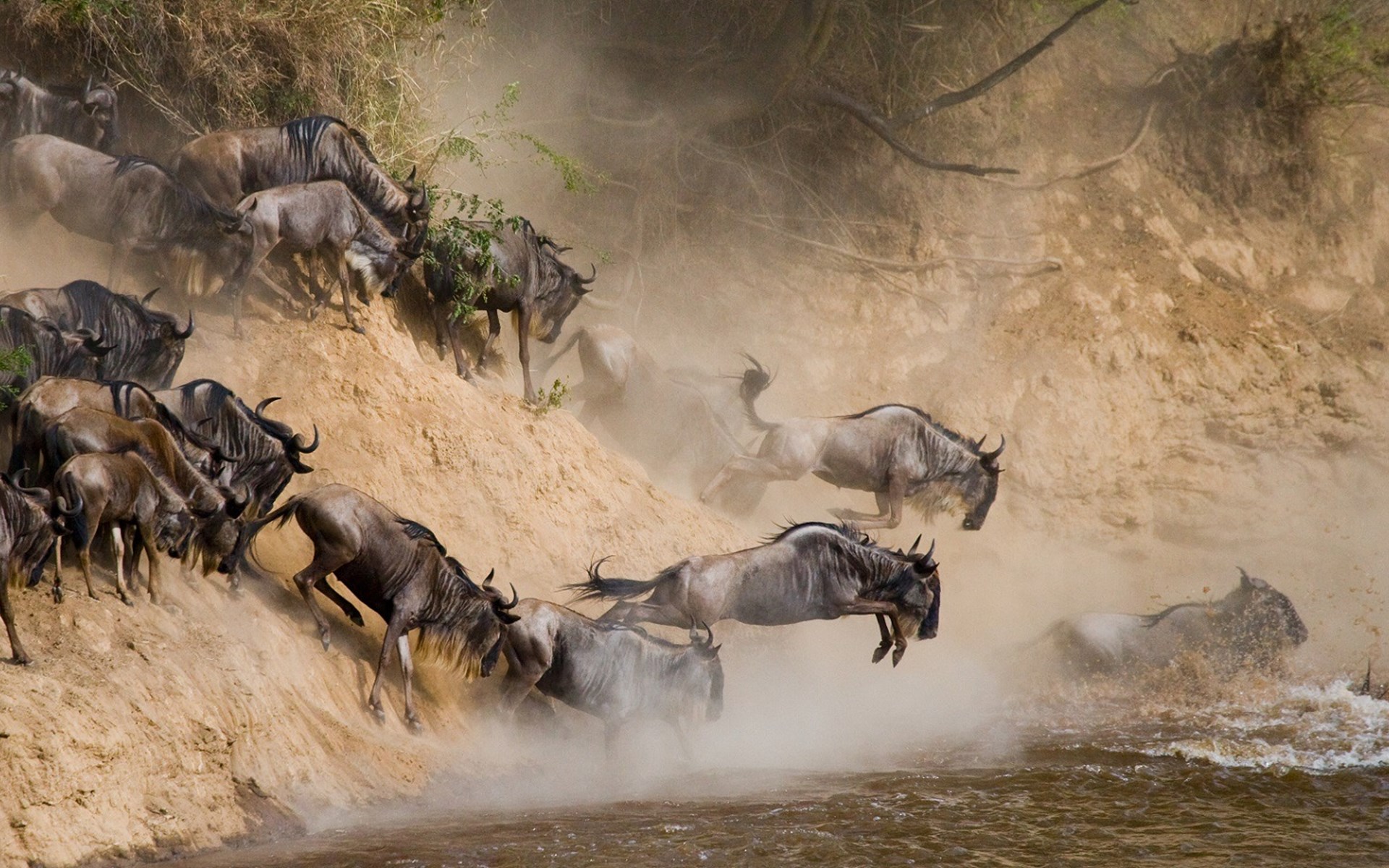 5 Days Wildebeest Migration Mara River Crossing