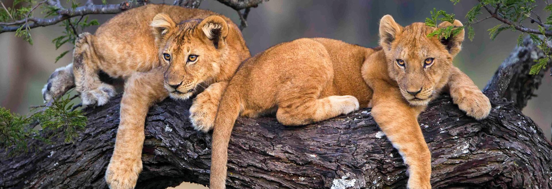 Tanzania Safari Checklist