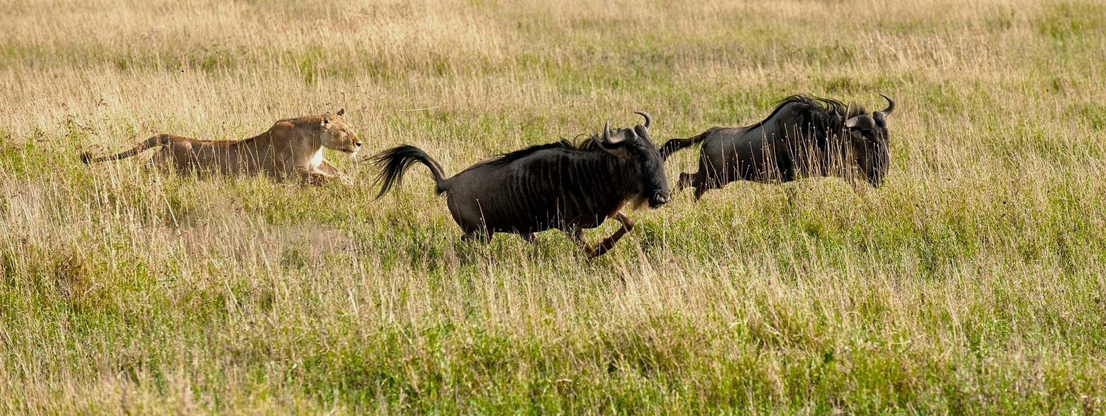 Tanzania Safari FAQs