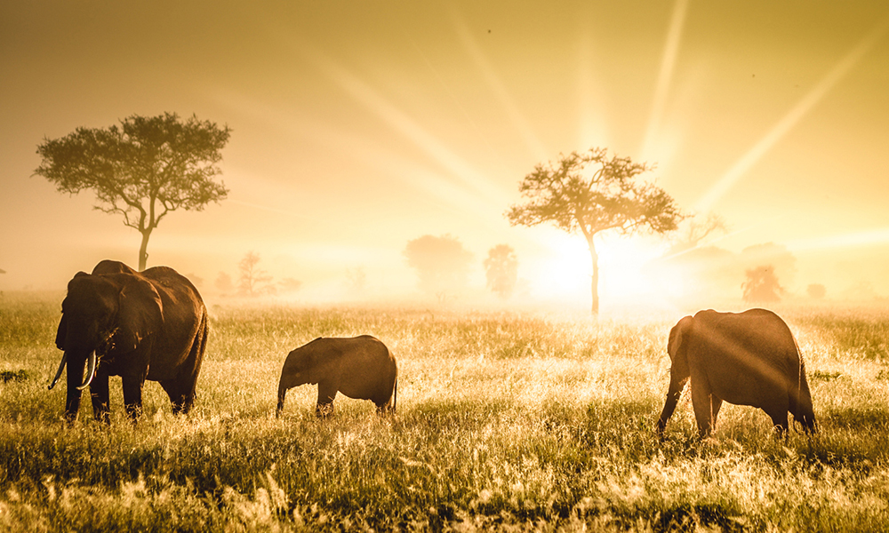 things to do in Tanzania